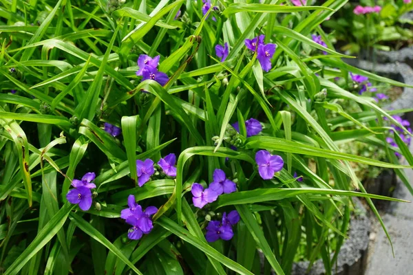 Commelina mavisi, Commelina tüberosa çiçeklerinin kısa ömrü nedeniyle genellikle gündüz çiçekleri olarak adlandırılır. Dul gözyaşları olarak daha az bilinirler. Berlin, Almanya 