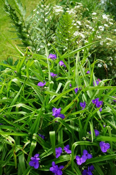 Commelina mavisi, Commelina tüberosa çiçeklerinin kısa ömrü nedeniyle genellikle gündüz çiçekleri olarak adlandırılır. Dul gözyaşları olarak daha az bilinirler. Berlin, Almanya 