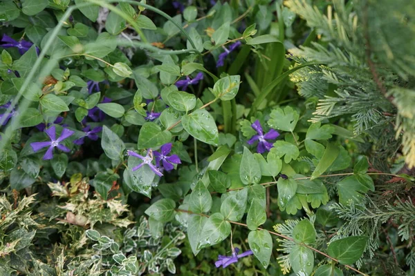 Vinca Minor Common Names Lesser Periwinkle Dwarf Periwinkle Species Flowering — стоковое фото