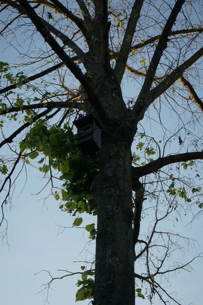 Birdhouse Sur Arbre Printemps Berlin Allemagne — Photo