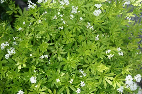Galium Odoratum Mayıs Ayında Bahçede Çiçek Açar Galium Odoratum Rubiaceae — Stok fotoğraf