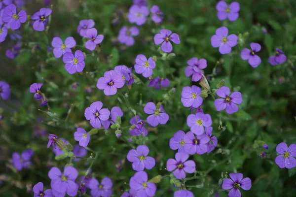 Aubrieta Deltoidea Fialová Zahradě Aubrieta Deltoidea Druh Kvetoucí Rostliny Rodiny — Stock fotografie