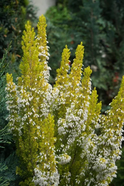 Calluna Vulgaris Çalıgiller Ericaceae Familyasından Çiçekli Bir Bitki Türü Olan — Stok fotoğraf