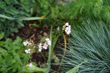 Bahçede Mayıs 'ta Kafkasya' dan Pinkie '. Berlin, Almanya 