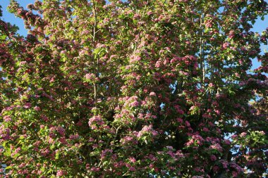 Dekoratif Crataegus, Mayıs ayı sonunda pembe çifte çiçeklerle çiçek açar. Berlin, Almanya 