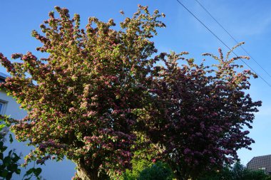 Dekoratif Crataegus, Mayıs ayı sonunda pembe çifte çiçeklerle çiçek açar. Berlin, Almanya 