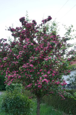 Dekoratif Crataegus, Mayıs ayı sonunda pembe çifte çiçeklerle çiçek açar. Berlin, Almanya 