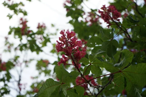 Aesculus Carnea Eller Röd Hästkastanj Ett Medelstort Träd Artificiell Hybrid — Stockfoto