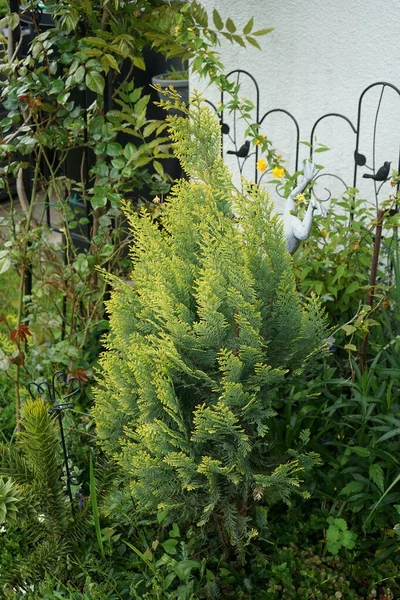 Thuja Occidentalis Yellow Ribbon Mayıs Ayında Bahçede Thuja Occidentalis Ayrıca — Stok fotoğraf