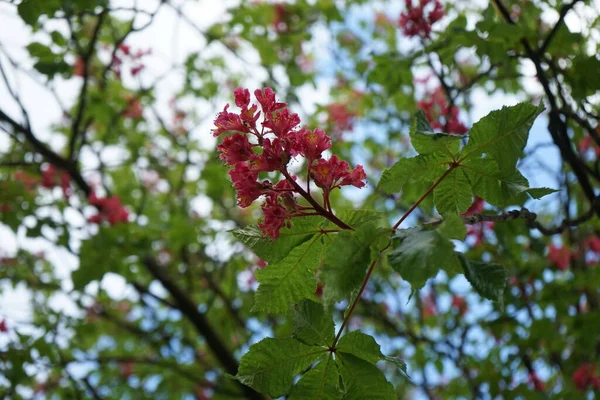 Aesculus Carnea Een Kunstmatige Hybride Tussen Pavia Rode Buckeye Hippocastanum — Stockfoto