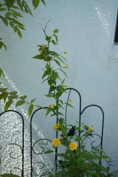 Kerria Japonica Floreciendo Mayo Jardín Kerria Japonica Comúnmente Conocida Como — Foto de Stock