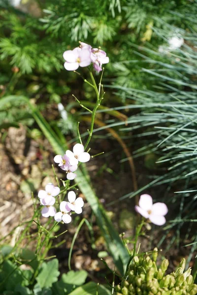 Arabis Caucasica Pinkie Maju Ogrodzie Berlin Niemcy — Zdjęcie stockowe