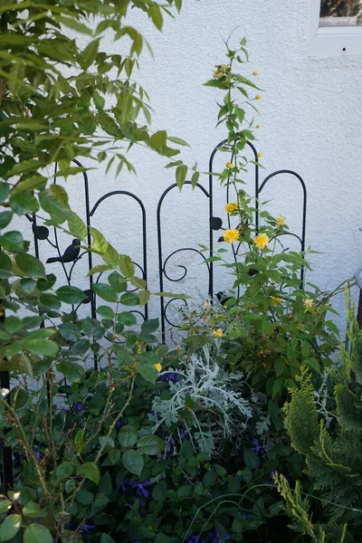 Kerria Japonica Jaune Vinca Mineur Bleu Floraison Mai Dans Jardin — Photo
