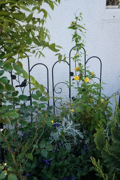 Kerria Japonica Geel Vinca Kleine Blauwe Bloei Mei Tuin Berlijn — Stockfoto