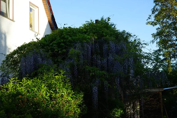 Virágzó Lilaakác Májusban Wisteria Virágzó Növények Nemzetsége Hüvelyesek Családjában Fabaceae — Stock Fotó