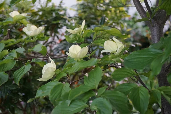 Bloeiend Dogwood Een Van Mooiste Bomen Met Opvallende Vroege Lentebloemen — Stockfoto