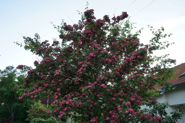 Dekoratif Crataegus, Mayıs ayı sonunda pembe çifte çiçeklerle çiçek açar. Berlin, Almanya 