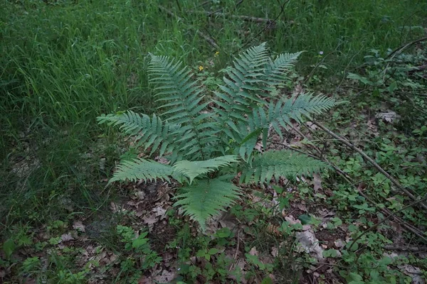 Fern Forest End May Berlin Germany — Stock Photo, Image