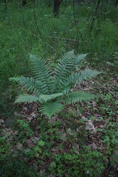 Fern Hutan Pada Akhir Mei Berlin Jerman — Stok Foto