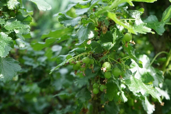 Omogna Ribes Nidigrolaria Bär Början Juni Trädgården Den Jostaberry Ribes — Stockfoto