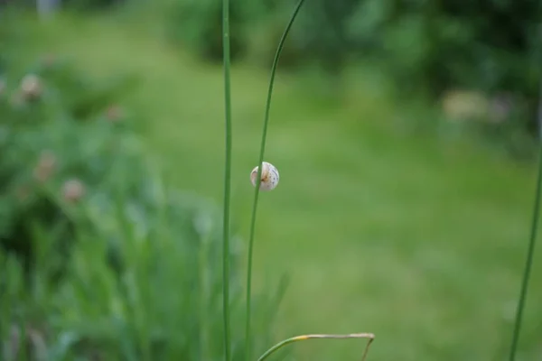 Ślimak Czołga Się Wzdłuż Łodygi Allium Berlin Niemcy — Zdjęcie stockowe