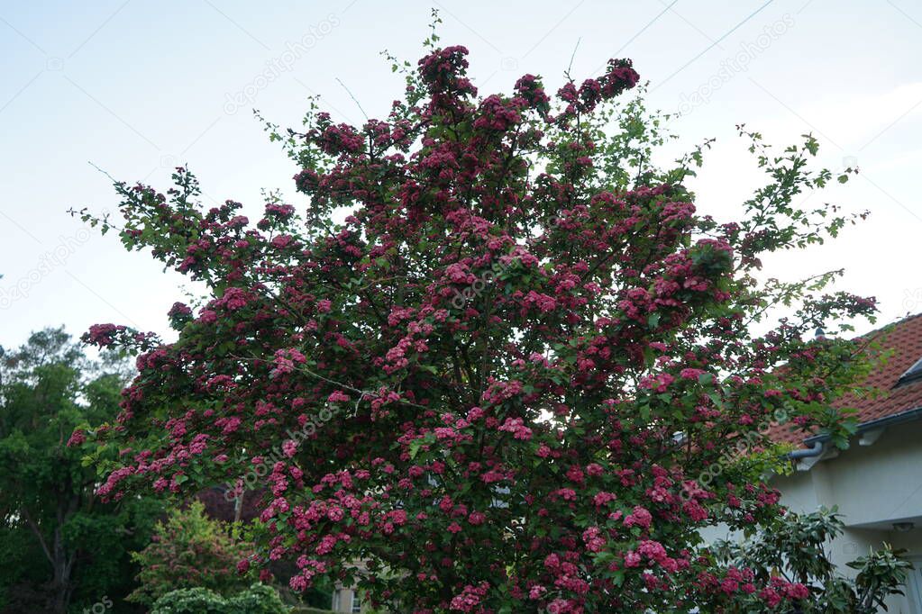 The decorative Crataegus blooms with pink double flowers at the end of May. Berlin, Germany 
