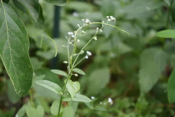 Cerastium Tomentosum Silberteppich Blooms Garden Cerastium Tomentosum Snow Summer Herbaceous — Stockfoto