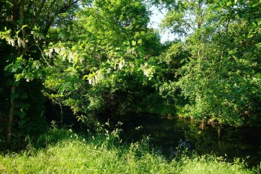 Akasya haziran ayında çiçek açar. Acacia, Fabaceae familyasından Mimosoideae familyasına ait büyük bir çalı ve ağaç cinsidir. Berlin, Almanya 