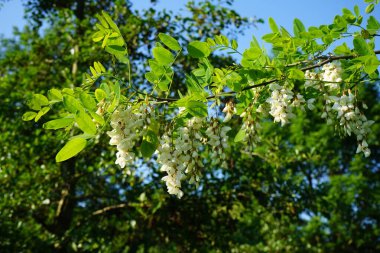 Akasya haziran ayında çiçek açar. Acacia, Fabaceae familyasından Mimosoideae familyasına ait büyük bir çalı ve ağaç cinsidir. Berlin, Almanya 