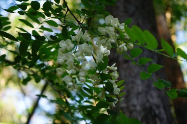 Akasya haziran ayında çiçek açar. Acacia, Fabaceae familyasından Mimosoideae familyasına ait büyük bir çalı ve ağaç cinsidir. Berlin, Almanya 
