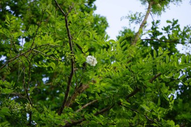 Robinia pseudoacia, kısaca kara çekirge, baklagiller (Fabaceae) familyasından Robinieae kabilesine ait orta büyüklükte bir yaprak döken ağaçtır. Berlin, Almanya