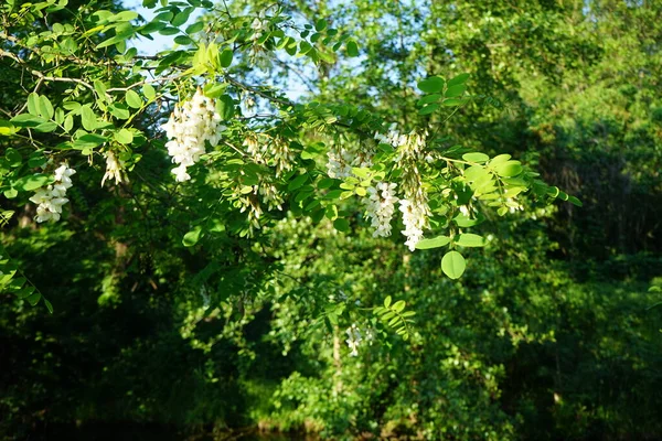 Acacia Florece Junio Acacia Género Arbustos Árboles Perteneciente Subfamilia Mimosoideae —  Fotos de Stock