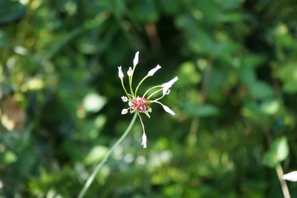 Róża Allium Kwitnie Czerwcu Ogrodzie Allium Roseum Powszechnie Nazywane Różowym — Zdjęcie stockowe