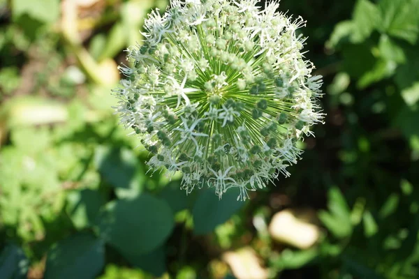 Ampeloprasum Allium Bianco Ping Pong Nel Mese Giugno Nel Giardino — Foto Stock