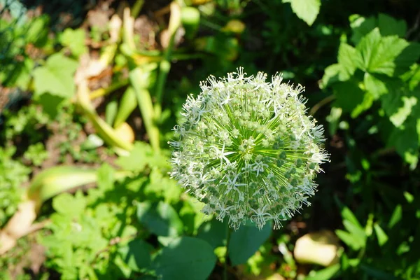 Beyaz Allium Ampeloprasum Ping Pong Haziran Bahçede Berlin Almanya — Stok fotoğraf