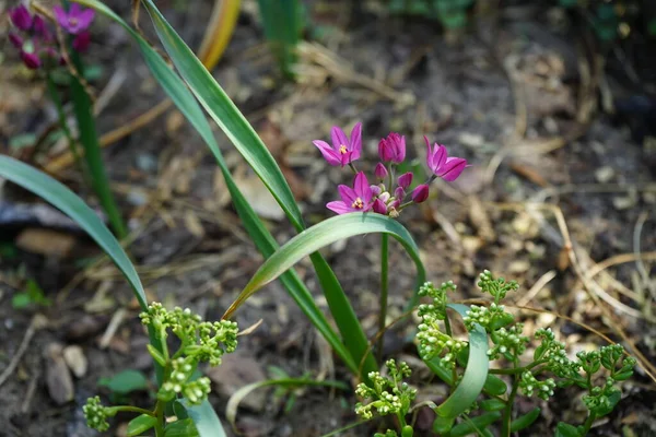 Allium Ostrowskianum Rózsaszín Júniusban Kertben Berlin Németország — Stock Fotó