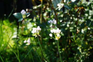 Haziran 'da bahçedeki Allium Roseum çiçeklerinin üzerinden bir arı uçar. Allium roseum, genellikle gül sarımsak olarak adlandırılan, yenebilir bir Eski Dünya sarımsağı türüdür. Berlin, Almanya  