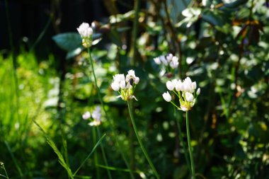 Haziran 'da bahçedeki Allium Roseum çiçeklerinin üzerinden bir arı uçar. Allium roseum, genellikle gül sarımsak olarak adlandırılan, yenebilir bir Eski Dünya sarımsağı türüdür. Berlin, Almanya  
