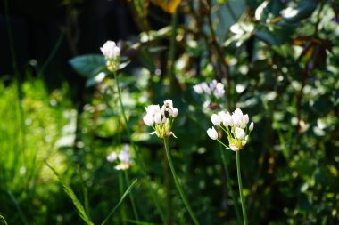 Haziran 'da bahçedeki Allium Roseum çiçeklerinin üzerinden bir arı uçar. Allium roseum, genellikle gül sarımsak olarak adlandırılan, yenebilir bir Eski Dünya sarımsağı türüdür. Berlin, Almanya  