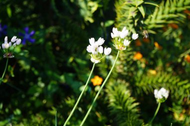 Haziran 'da bahçedeki Allium Roseum çiçeklerinin üzerinden bir arı uçar. Allium roseum, genellikle gül sarımsak olarak adlandırılan, yenebilir bir Eski Dünya sarımsağı türüdür. Berlin, Almanya  