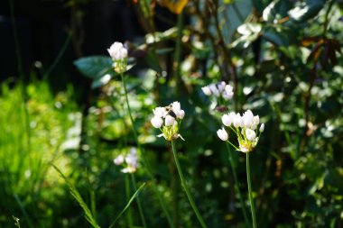 Haziran 'da bahçedeki Allium Roseum çiçeklerinin üzerinden bir arı uçar. Allium roseum, genellikle gül sarımsak olarak adlandırılan, yenebilir bir Eski Dünya sarımsağı türüdür. Berlin, Almanya  
