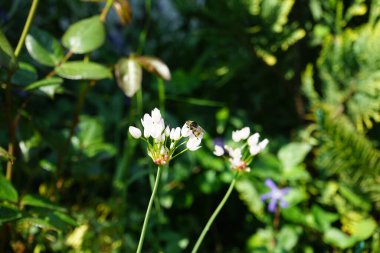 Haziran 'da bahçedeki Allium Roseum çiçeklerinin üzerinden bir arı uçar. Allium roseum, genellikle gül sarımsak olarak adlandırılan, yenebilir bir Eski Dünya sarımsağı türüdür. Berlin, Almanya  
