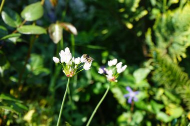 Haziran 'da bahçedeki Allium Roseum çiçeklerinin üzerinden bir arı uçar. Allium roseum, genellikle gül sarımsak olarak adlandırılan, yenebilir bir Eski Dünya sarımsağı türüdür. Berlin, Almanya  