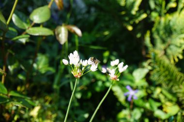Haziran 'da bahçedeki Allium Roseum çiçeklerinin üzerinden bir arı uçar. Allium roseum, genellikle gül sarımsak olarak adlandırılan, yenebilir bir Eski Dünya sarımsağı türüdür. Berlin, Almanya  