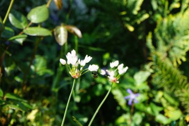 Haziran 'da bahçedeki Allium Roseum çiçeklerinin üzerinden bir arı uçar. Allium roseum, genellikle gül sarımsak olarak adlandırılan, yenebilir bir Eski Dünya sarımsağı türüdür. Berlin, Almanya  