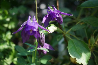 Aquilegia alpina mor Haziran 'da bahçede. Alp alpini (