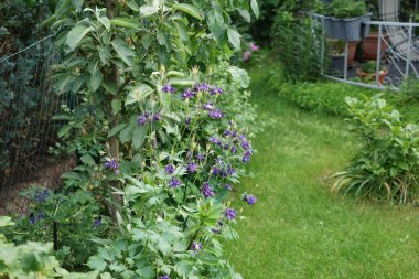 Aquilegia alpina mor Haziran 'da bahçede. Alp alpini (