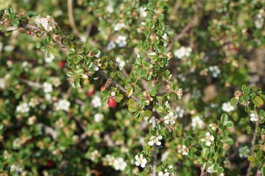 Cotoneaster Dammeri, ayı kotonatörü, geçen yılın Haziran ayı başında yediği böğürtlenlerle birlikte. Cotoneaster, gülgiller (Rosaceae) familyasından bir bitki cinsidir. Berlin, Almanya 