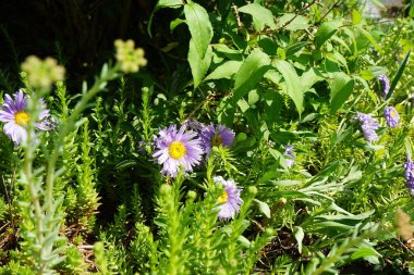 Aster Alpinus Haziran 'da bahçede. Aster alpinus, Asteraceae familyasından bir papatya türüdür. Berlin, Almanya 
