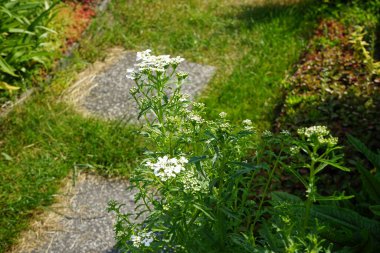 Haziran 'da bahçede İberis. İberis, genellikle şeker tohumu olarak da bilinir, Brascaceae familyasına ait çiçekli bir bitki cinsidir. Berlin, Almanya 